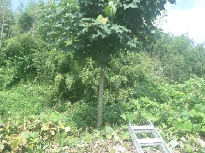 목록1 토지상에 소재하는 제시외 수목 모습 1.