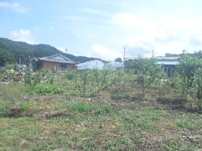 목록1 토지상에 소재하는 제시외 수목 모습 3.