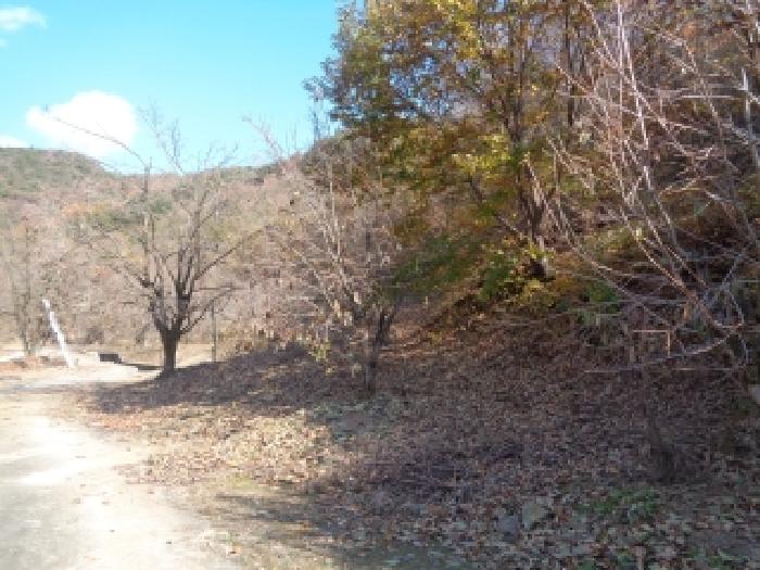 목록3. 토지 전경(감나무 식재, 수로포함)