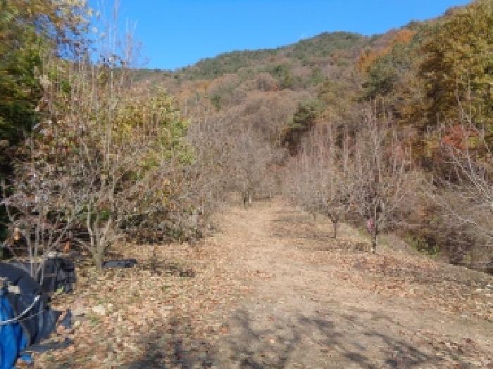 목록1. 토지 전경(감나무 등이 식재된 모습)