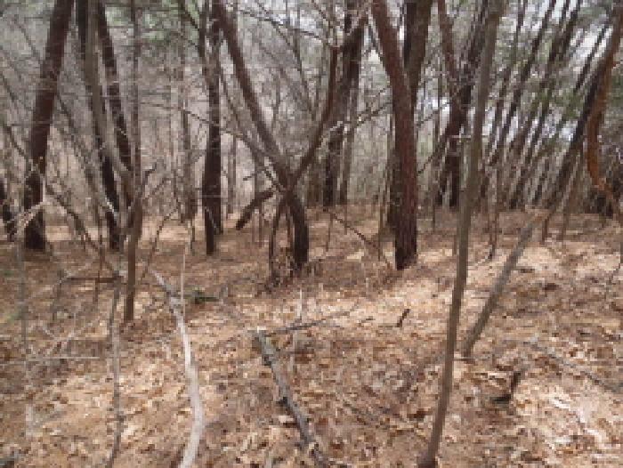 목록6. 임야 전경(1)