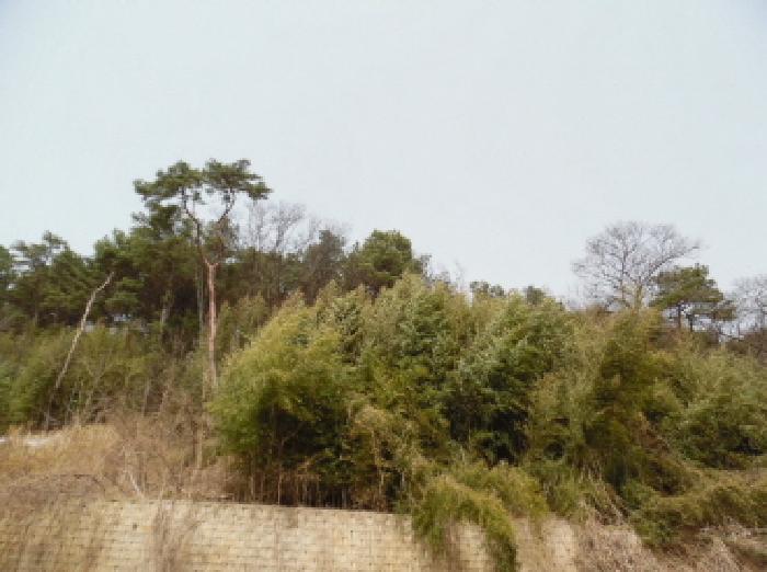 목록8. 임야 전경(3)