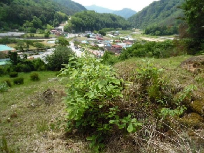 토지(전) 전경(13)