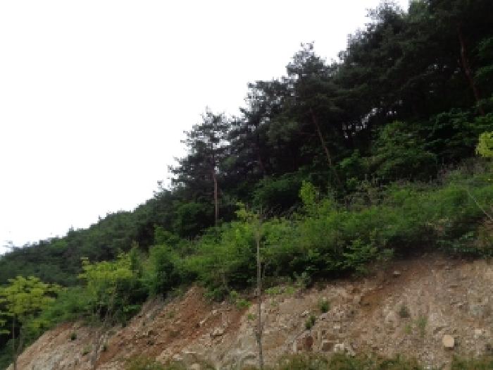 목록2의 임야 전경