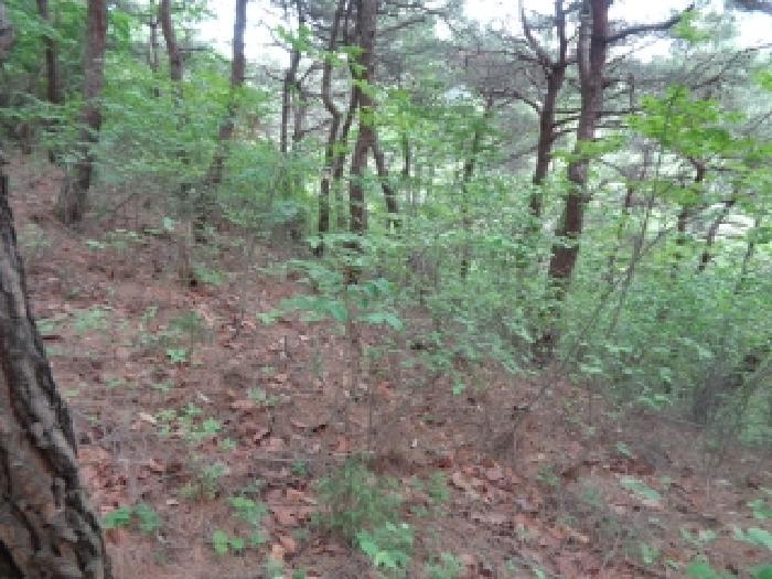 목록2의 임야 전경