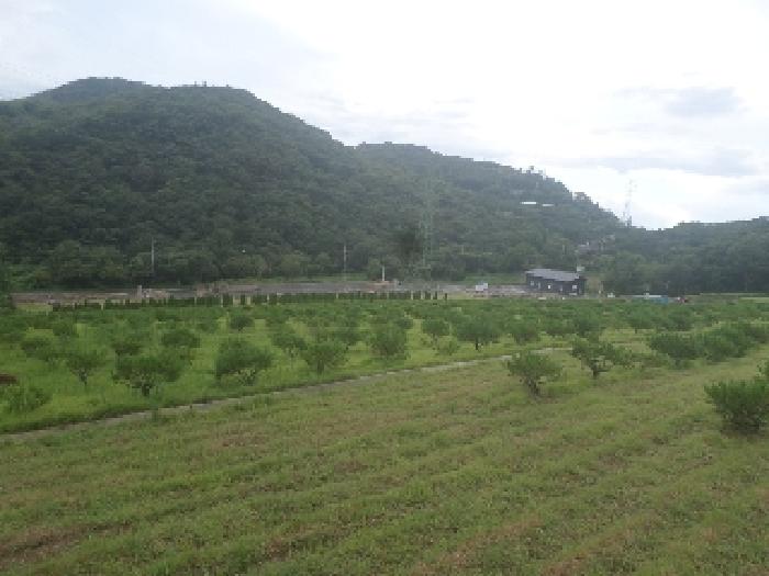 목록1,2 토지상에 수목장 분양용으로 식재된 수목들 모습 2.