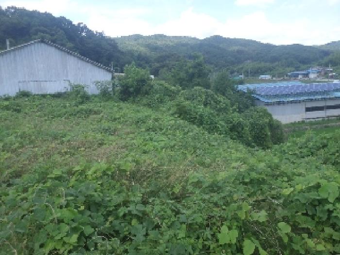 목록2,3과 인접지 경계부근 경사언덕에 잡목과 잡초가 무성한 모습