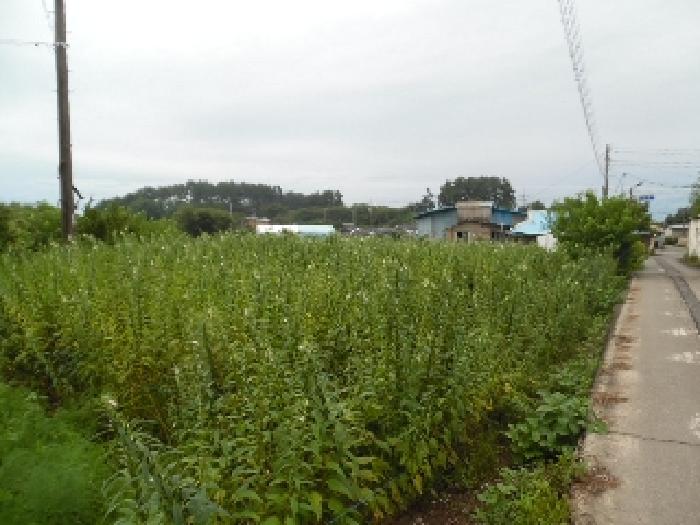 2025타경31543