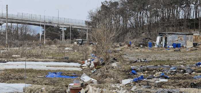 지상 식재 수목