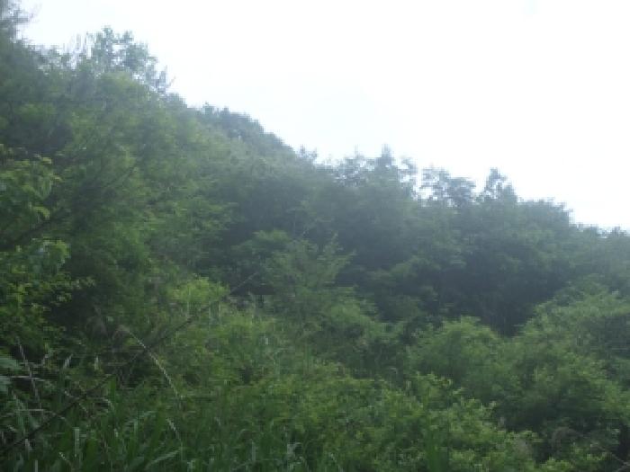 목록2 토지의 서쪽 능선 경사가 가파른 부분 모습