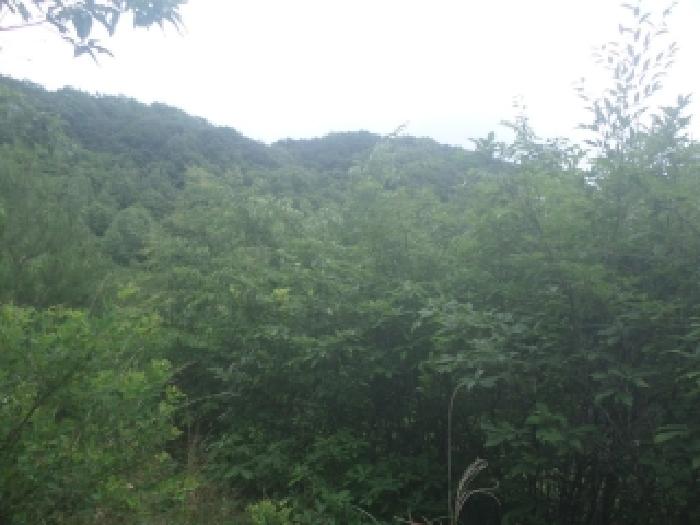 목록3 토지의 동쪽 경사가 가파른 산 정상부근 모습 1.