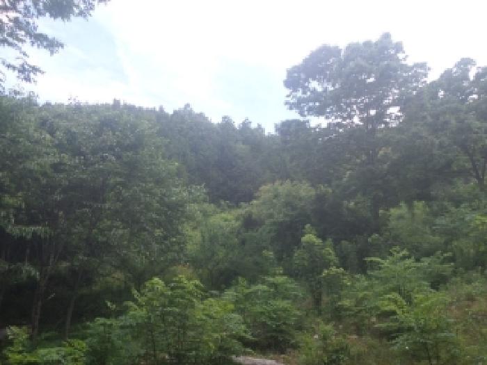 본건 토지 근거리에서 바라본 상단 경사가 가파른 부분 모습