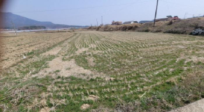 본건 7. 답 전경