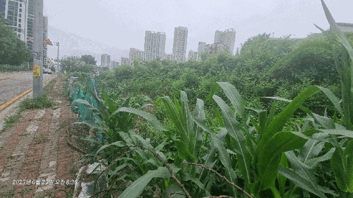 본건 기호(1)