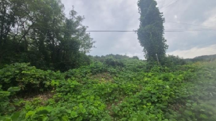 전경