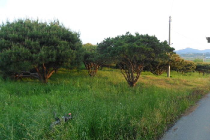 부동산표시 제3호 및 제시외 수목