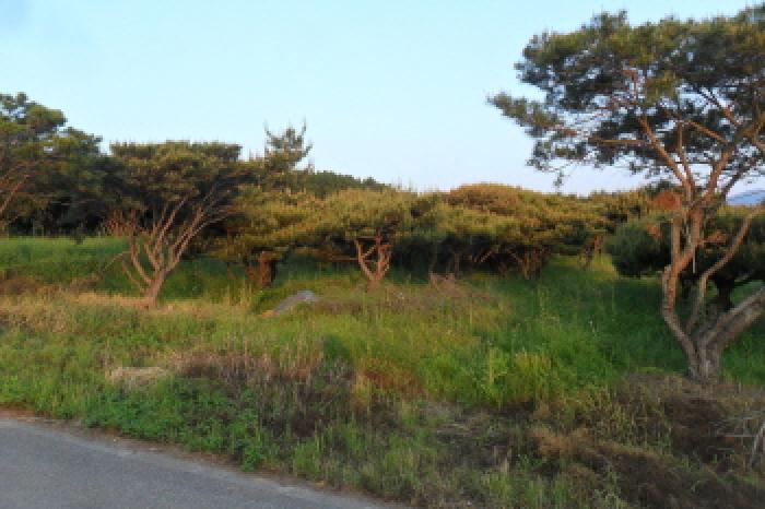 부동산표시 제3호 및 제시외 수목