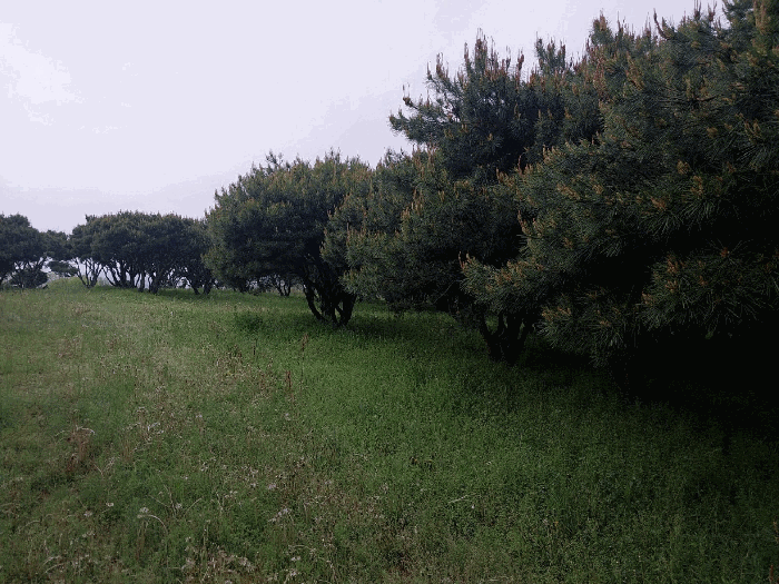본 건 전 경(기호 3)
(제시외 수목)