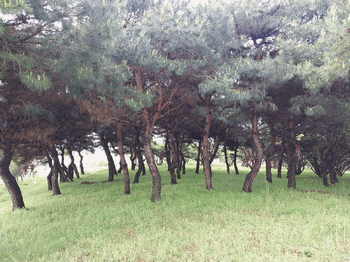본 건 전 경(기호 3)
(제시외 수목)