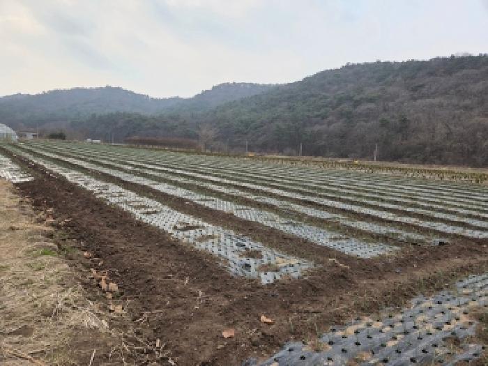 제1호 토지에 파 작물 경작중
