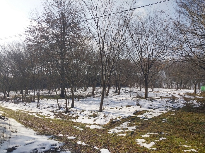 본 건 전 경(기호 1-8, 9-12,13-16)
(제시외 수목)