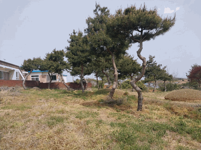 본 건 전 경
(제시외 수목)