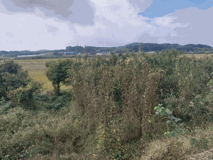 기호 3) 전경
(토지 지상 제시외 수목)