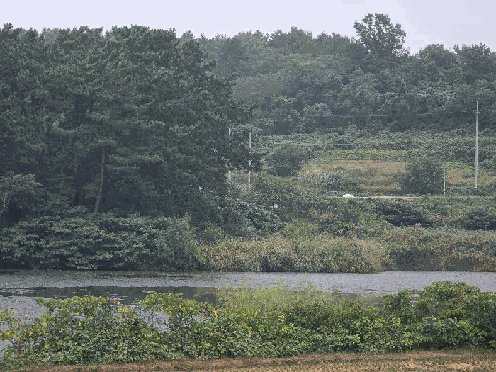【 본 건 일련번호(1) 】