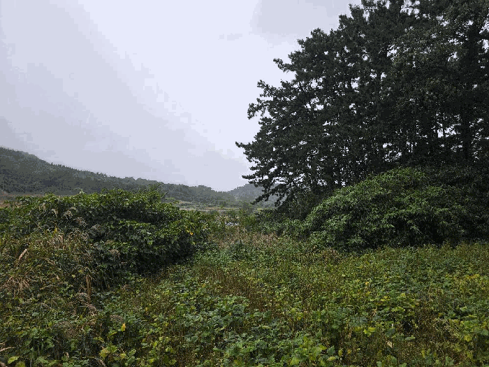 【 본 건 일련번호(1) 】