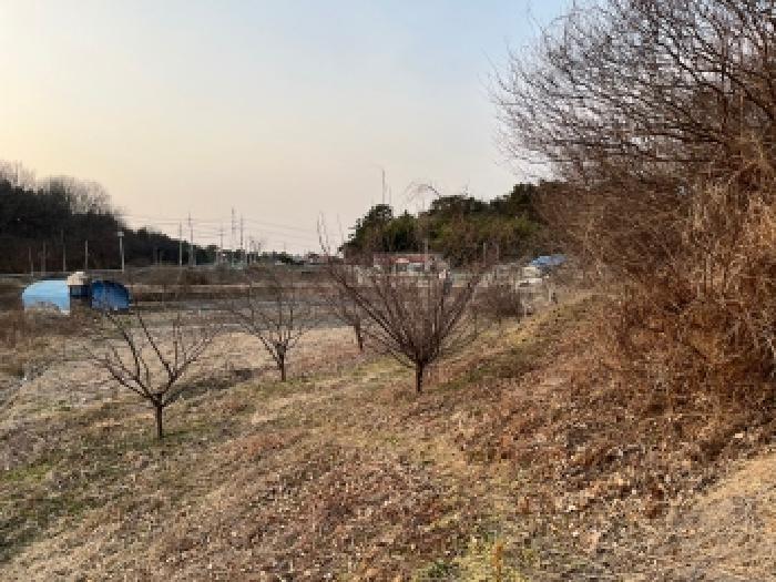 본건 전경(산자락에는 일부 과수 식재)