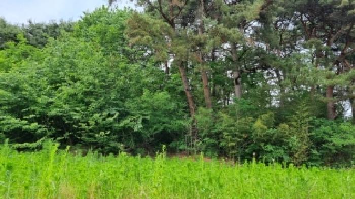 남원 광치 산124 경매물건7번(현,임야) 중 임야부분 사진