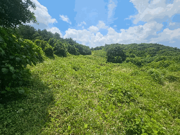 기호(16) 전경