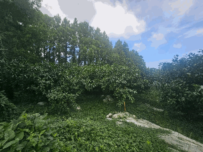 기호(6) 전경