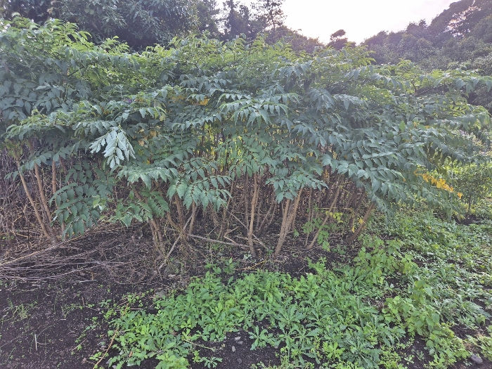 기호(4) 지상 수목