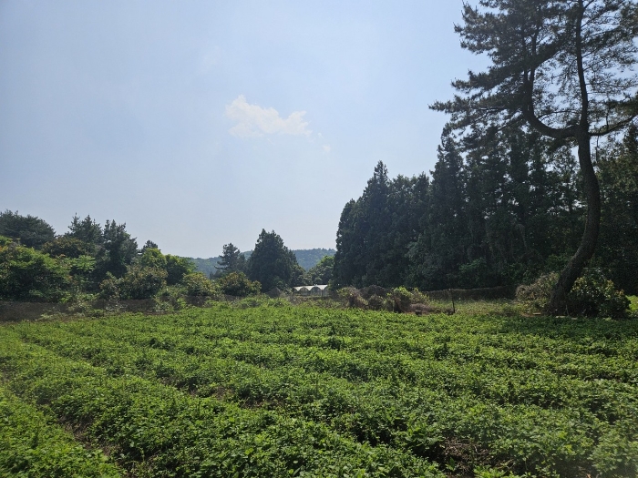 기호(2)사진