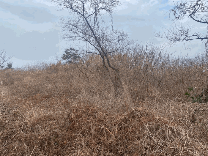 기호(5) 전경