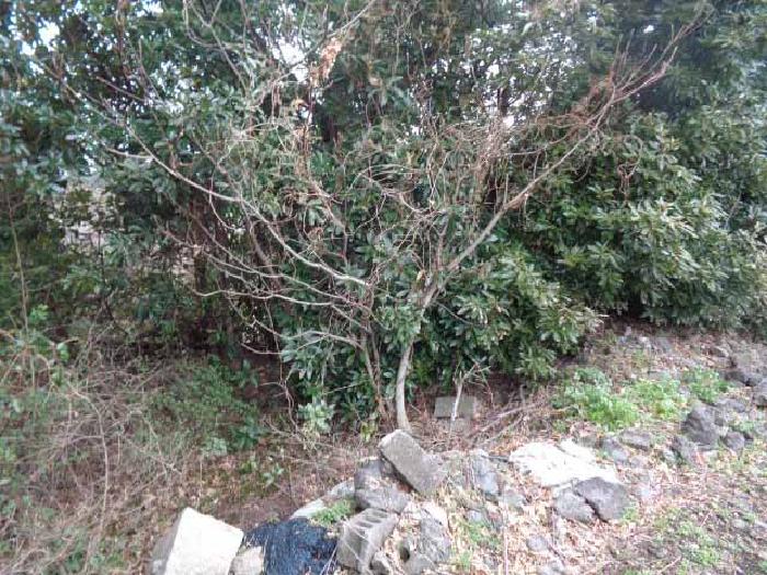 소재지 4.(상예동 2770) 전경