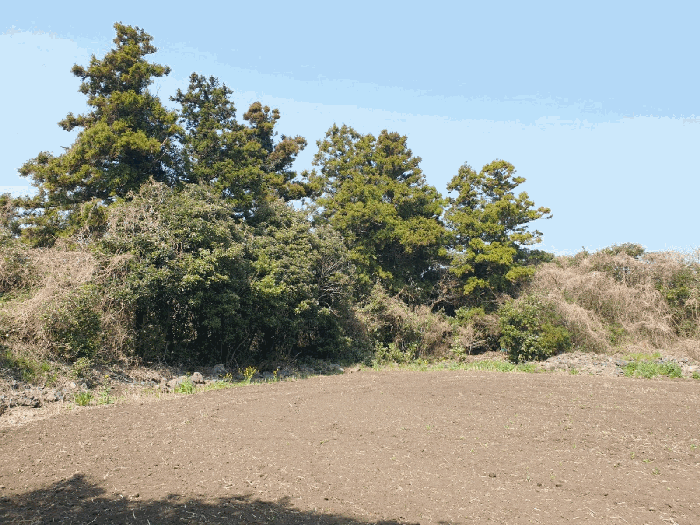 본건 기호(11)