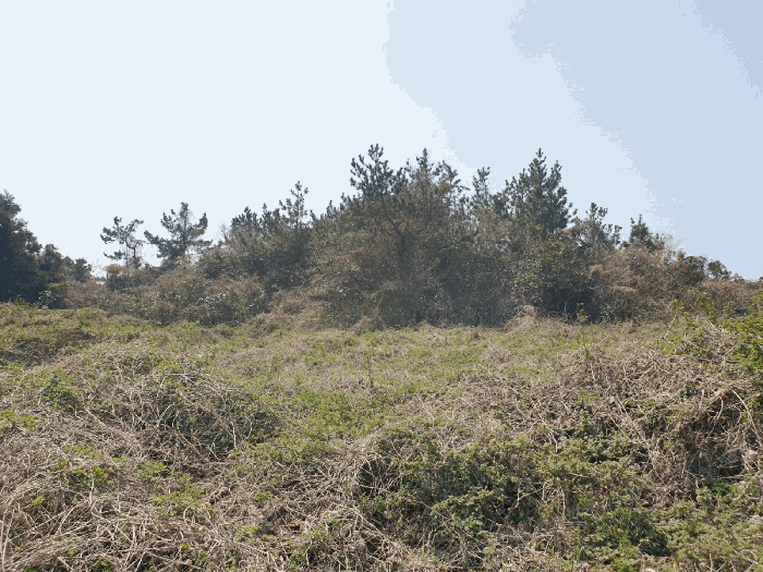본건 기호(7)