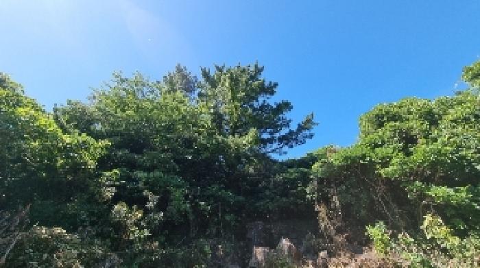 소재지1(표선리 1332-5) 전경