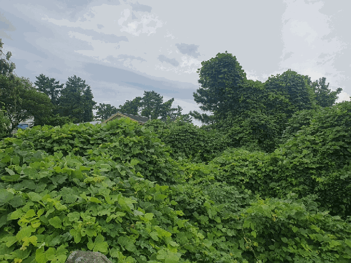 본건 현황