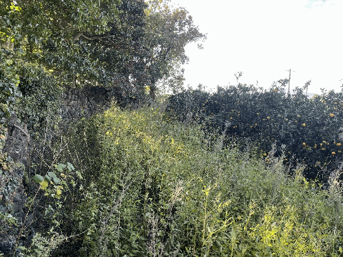 본건 기호(4) 전경