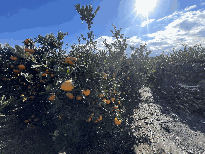 본건 전경