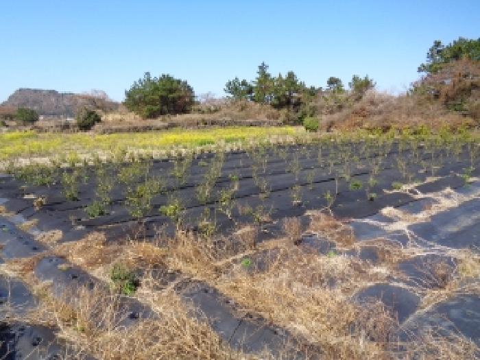 소재지 1.(고산리 1382) 전경