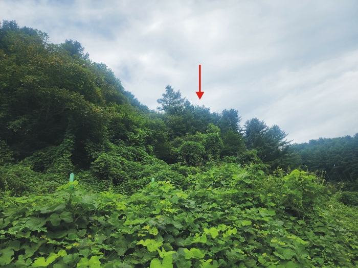 기호(1)토지(백둔리 산175-7) 남측 부분 전경