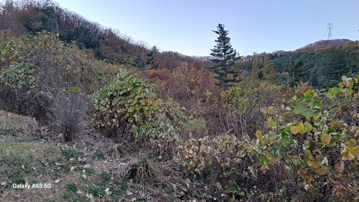 기호(1)토지 전경