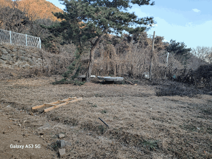 기호(13)토지 및 지상의 제시외 수목(a) 전경