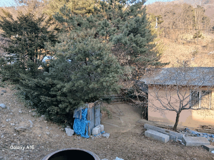 기호(1, 2)지상의 제시외 수목(a)