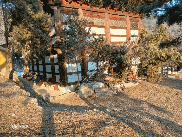 기호(20)지상의 제시외 수목(a)/편백나무