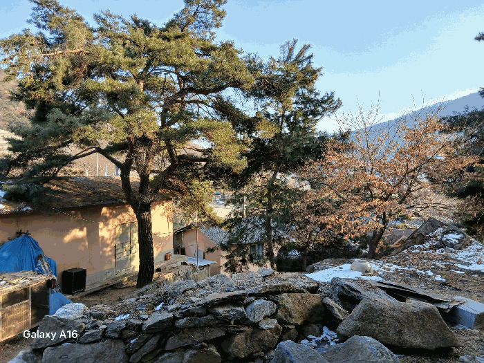 기호(1, 2)지상의 제시외 수목(a)
